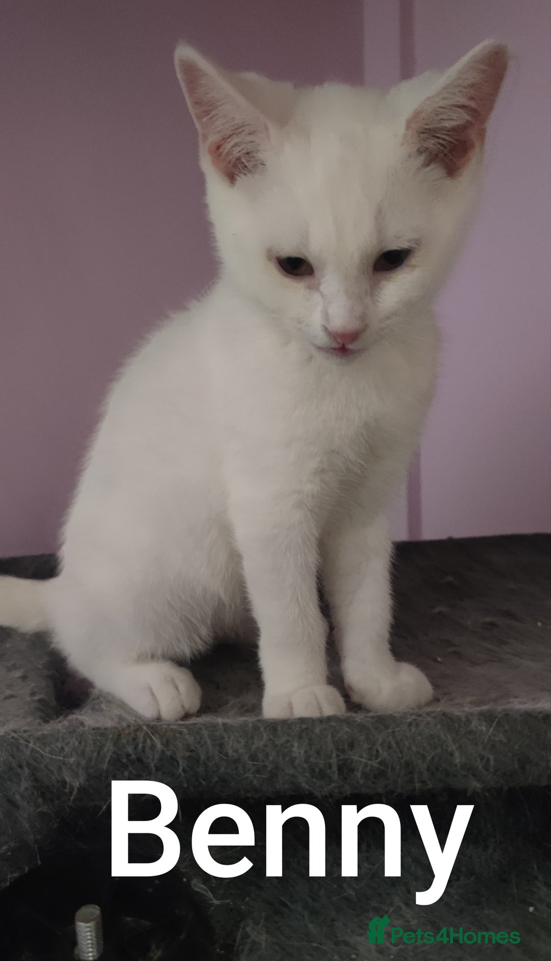 British Shorthair cats for sale: *READY*RARE PURE WHITE BSH TICA PEDIGREE KITTENS - Image 7