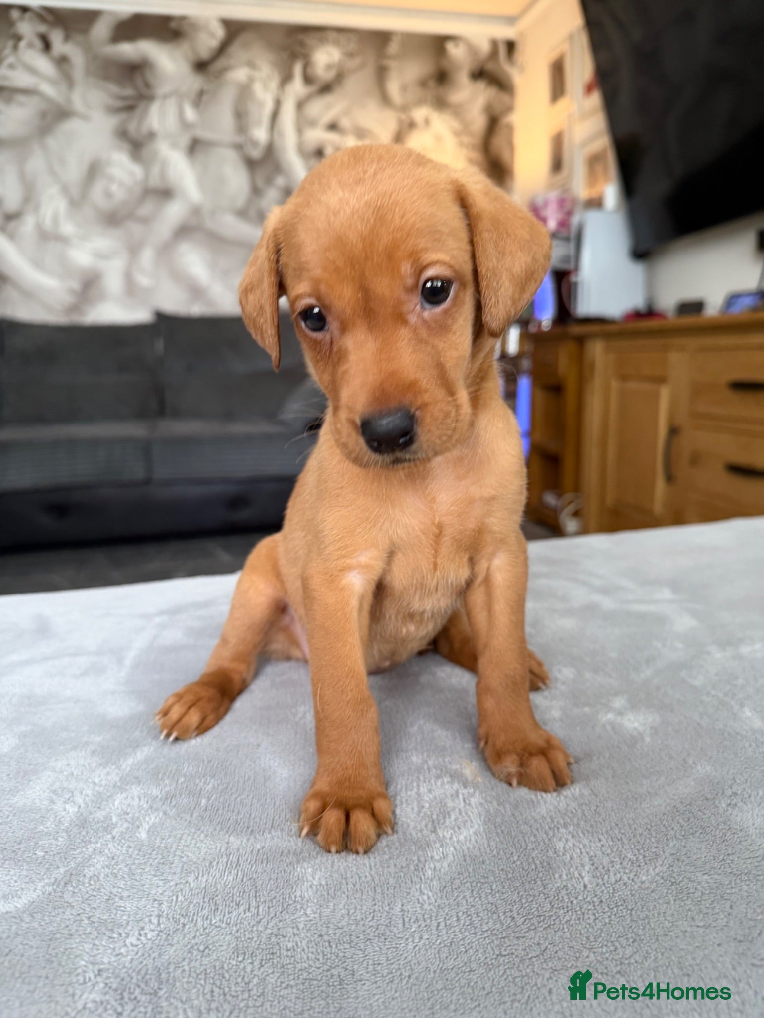 Labrador Retriever dogs TOILET TRAINED KC LABS 1 GIRLS 4 BOYS LEFT - Advert 2