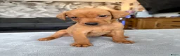 Labrador Retriever dogs for sale: 4 LEFT KC LABS READY IN 1 WEEK ❤️ - Advert 3