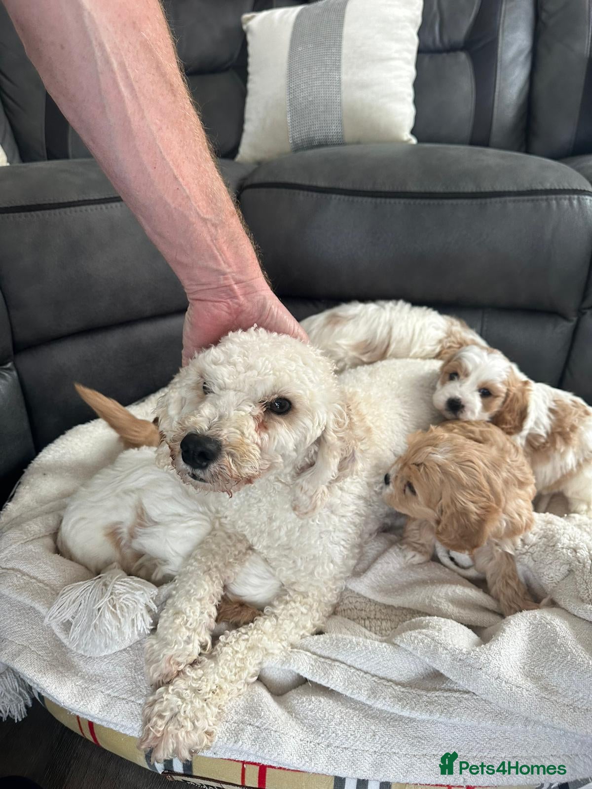 Cavapoo dogs Cavapoo puppies - Advert 1