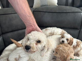 Cavapoo dogs Cavapoo puppies - Advert 1