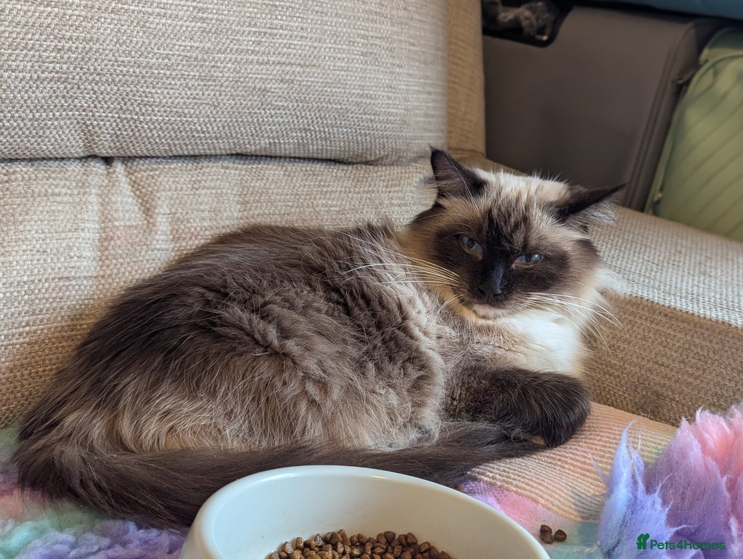 Ragdoll cats for sale: 2 stunning ragdoll kittens  - Image 7