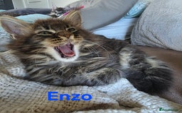 Maine Coon cats for sale: Rare Pure Breed Mainecoons - Image 5