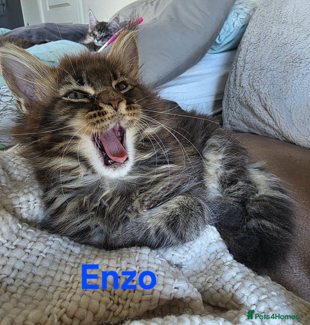 Maine Coon cats for sale: Rare Pure Breed Mainecoons - Image 5