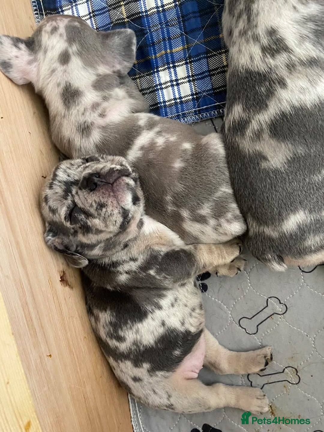 French Bulldog dogs for stud: 💎Blue & Tan 🤎 Merle French bulldog stud 🧬🔥 in Manchester - Image 29