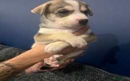 Mixed Breed dogs for sale: Husky/lab/staffi - Image 10