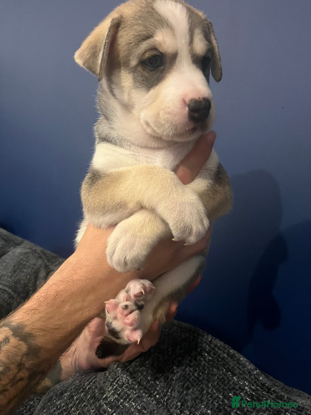 Mixed Breed dogs for sale: Husky/lab/staffi - Image 10