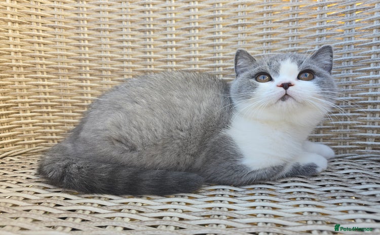 British Shorthair cats - Advert 4