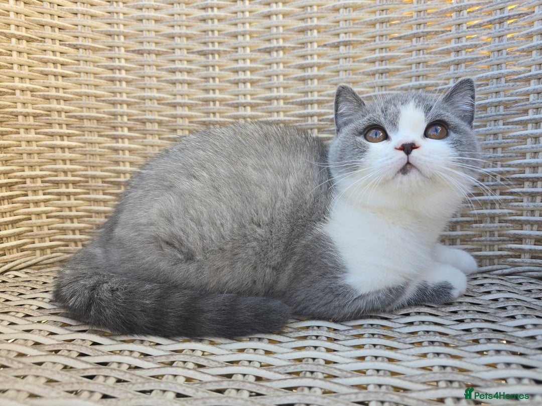British Shorthair cats for sale: Stunning British Shorthair Kittens  - Image 2