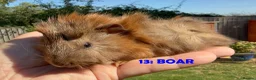 Guinea Pig rodents for sale: Guinea Pigs - Ready Now - Advert 25