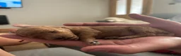 Miniature Poodle dogs for sale: Stunning Red Miniature Poodle Pups - Advert 10