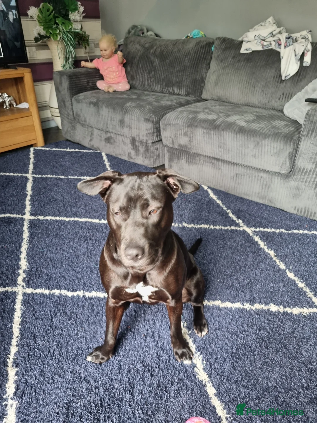 Mixed Breed dogs for sale: Cane corso cross French bulldog  - Advert 2