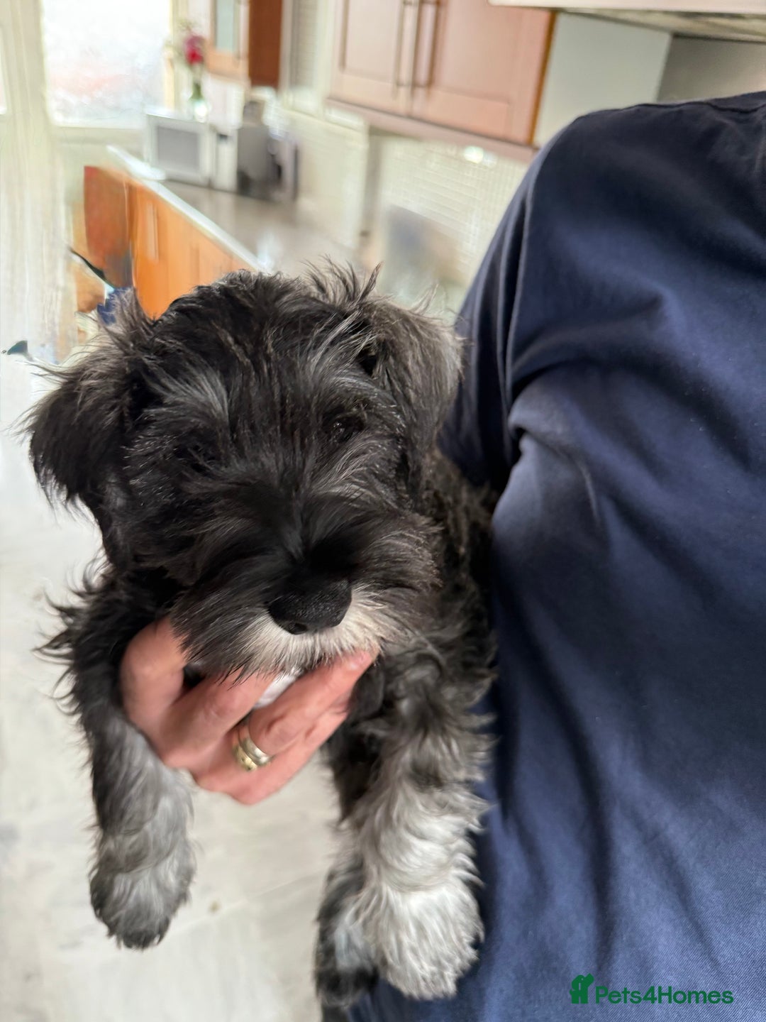 Miniature Schnauzer dogs for sale: Ready for our forever home’s miniature schnauzers  - Image 39