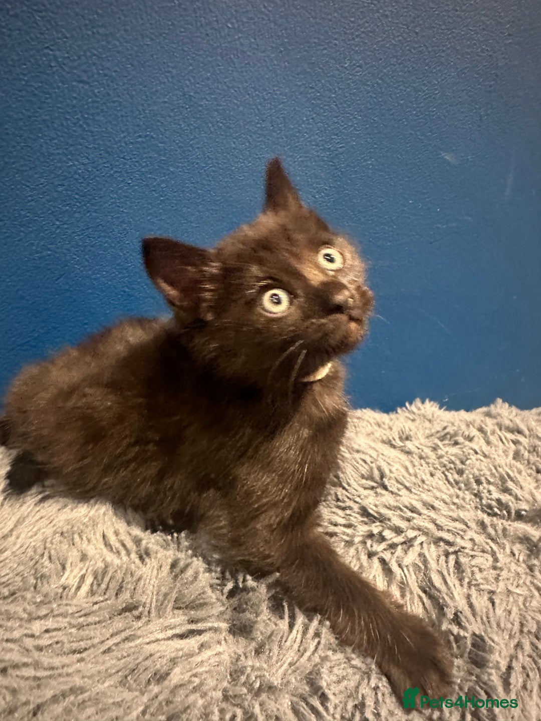 Bengal cats for sale: Queen boo 💕❤️ - Image 21