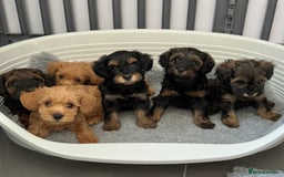 Schnoodle dogs for sale: F1 Puppy schnoodles - Image 2