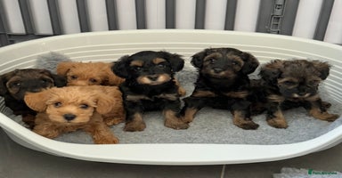 Schnoodle dogs - Advert 13