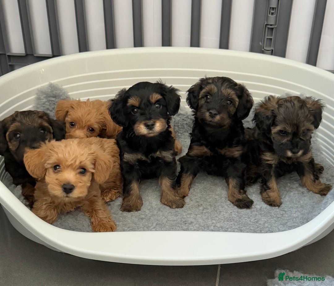 Schnoodle dogs for sale: F1 Puppy schnoodles - Image 2