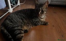 Mixed Breed cats for sale: 3 mixed female and 1 male  - Image 5