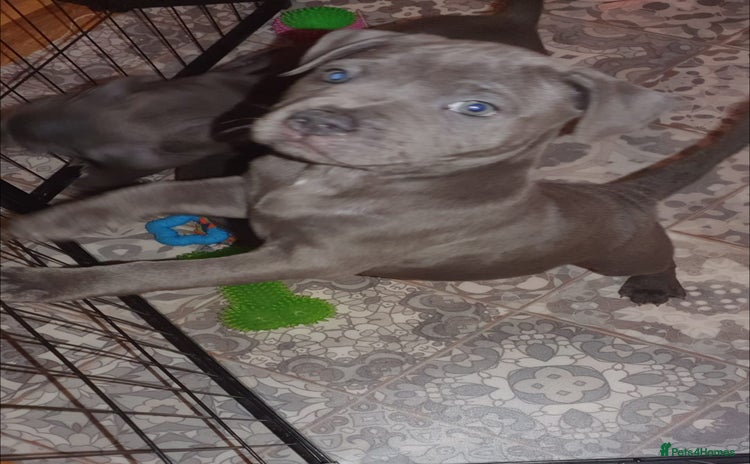 Staffordshire Bull Terrier dogs ❤️❤️ Ready for forever home ❤️❤️ - Advert 15