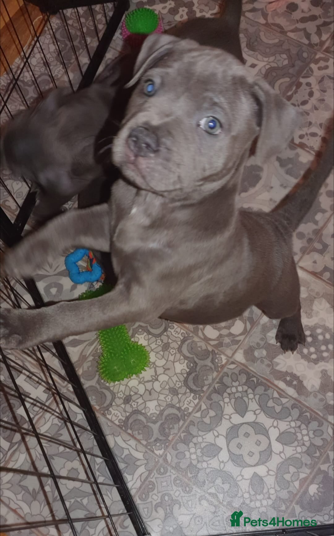 Staffordshire Bull Terrier dogs for sale: ❤️❤️ Ready for forever home ❤️❤️ - Advert 2