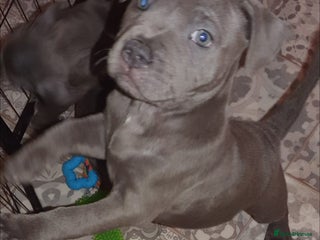 Staffordshire Bull Terrier dogs ❤️❤️ Ready for forever home ❤️❤️ - Advert 15