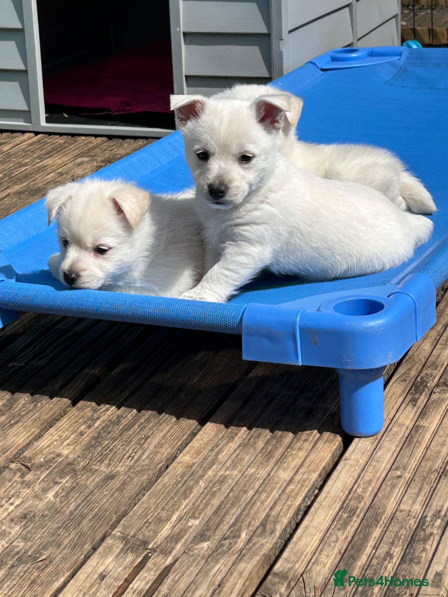 Mixed Breed dogs Stunning Westie x Spitz puos - Advert 1