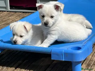 Mixed Breed dogs Stunning Westie x Spitz puos - Advert 1