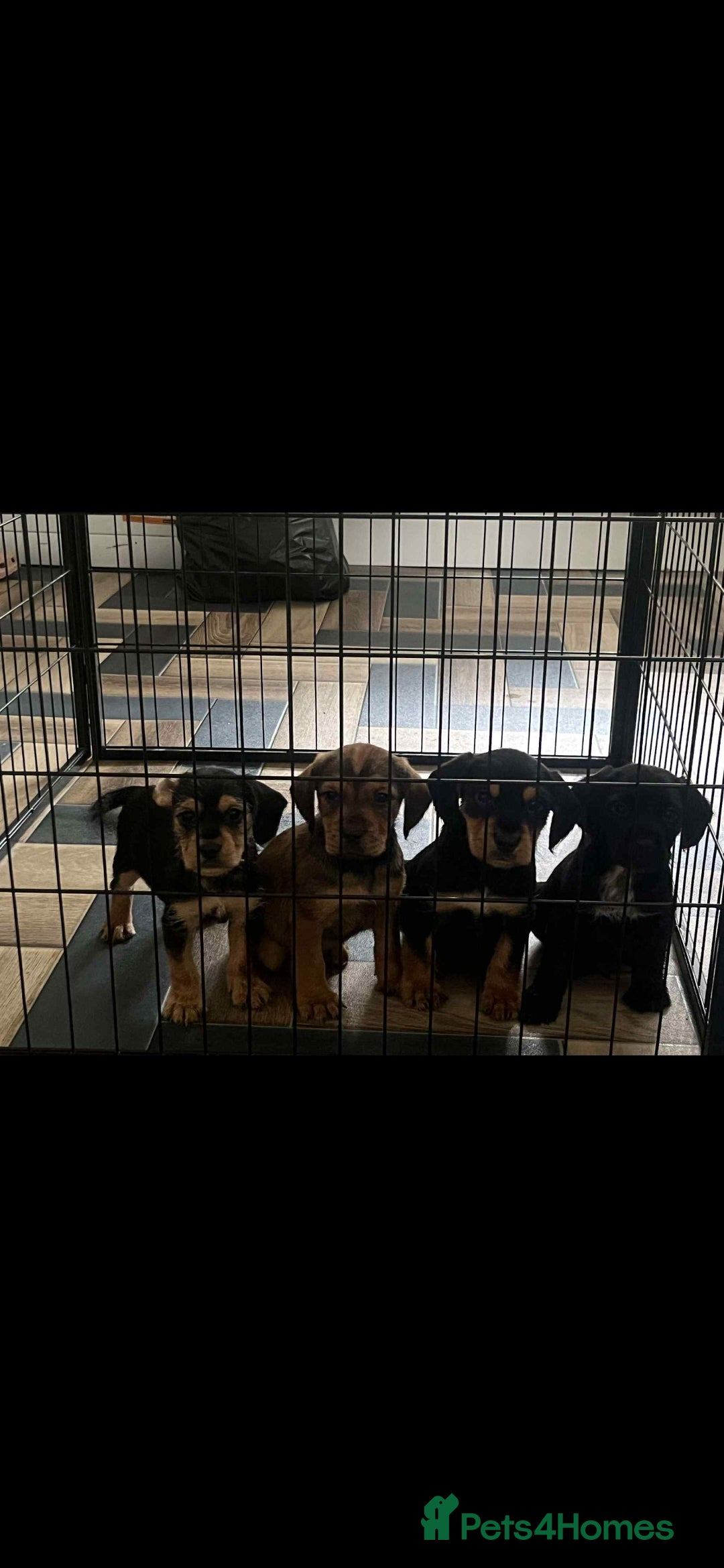 Mixed Breed dogs for sale: Lovely cocker spaniel x - Image 1