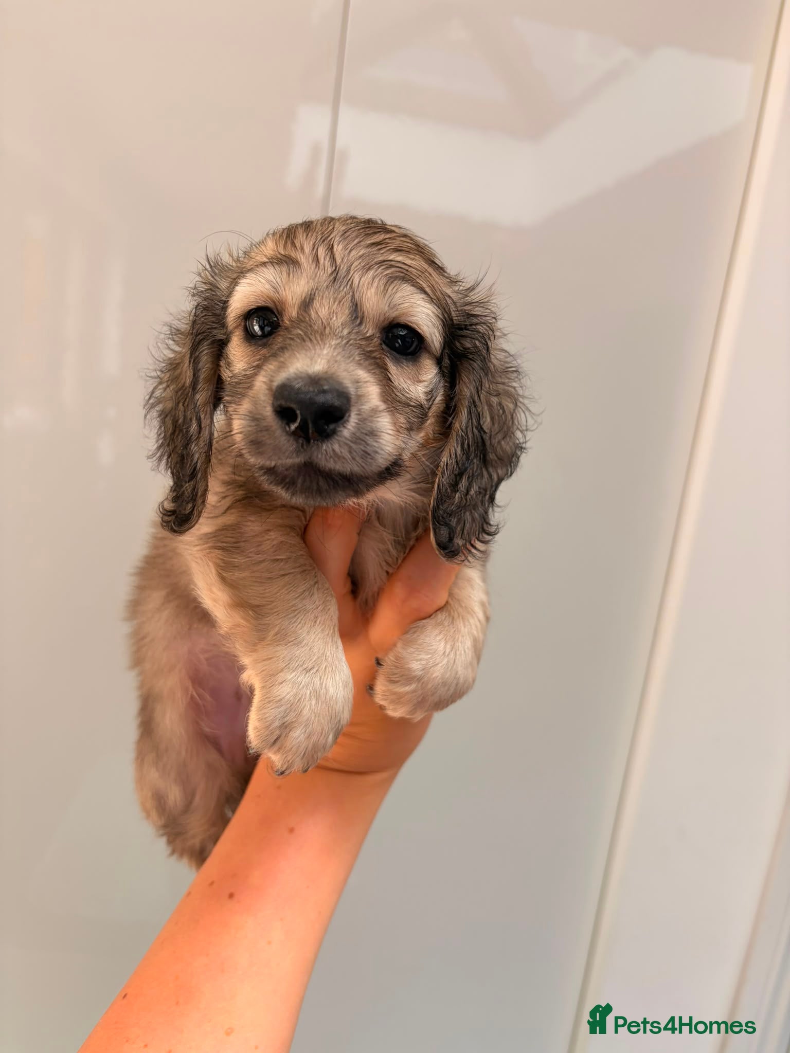 Miniature Dachshund dogs Quality cream mini dachshunds - Advert 2