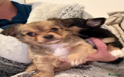 Chihuahua dogs for sale: Gorgeous tiny long coated chihuahua puppies  - Image 10