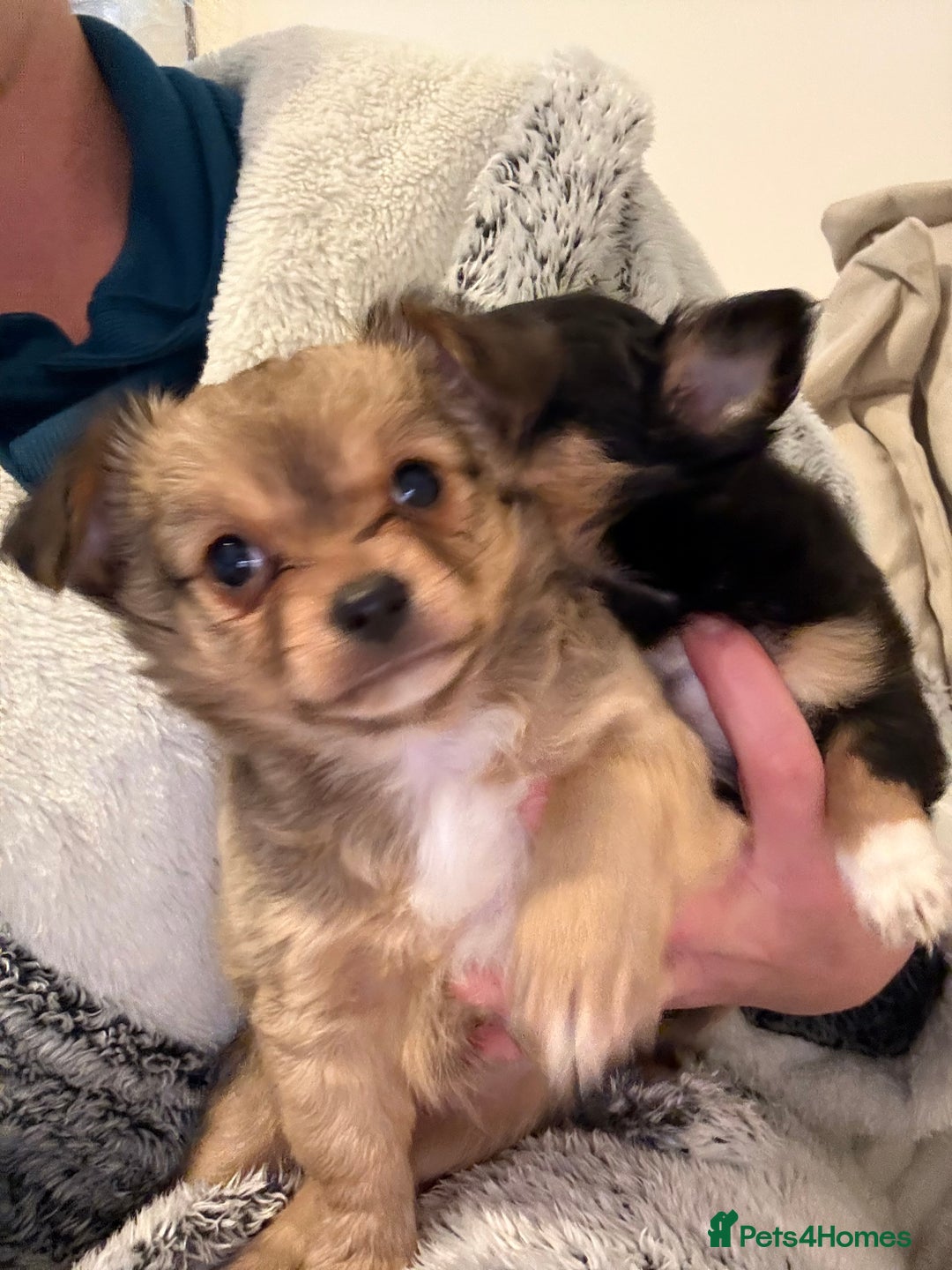Chihuahua dogs for sale: Gorgeous tiny long coated chihuahua puppies  - Image 10