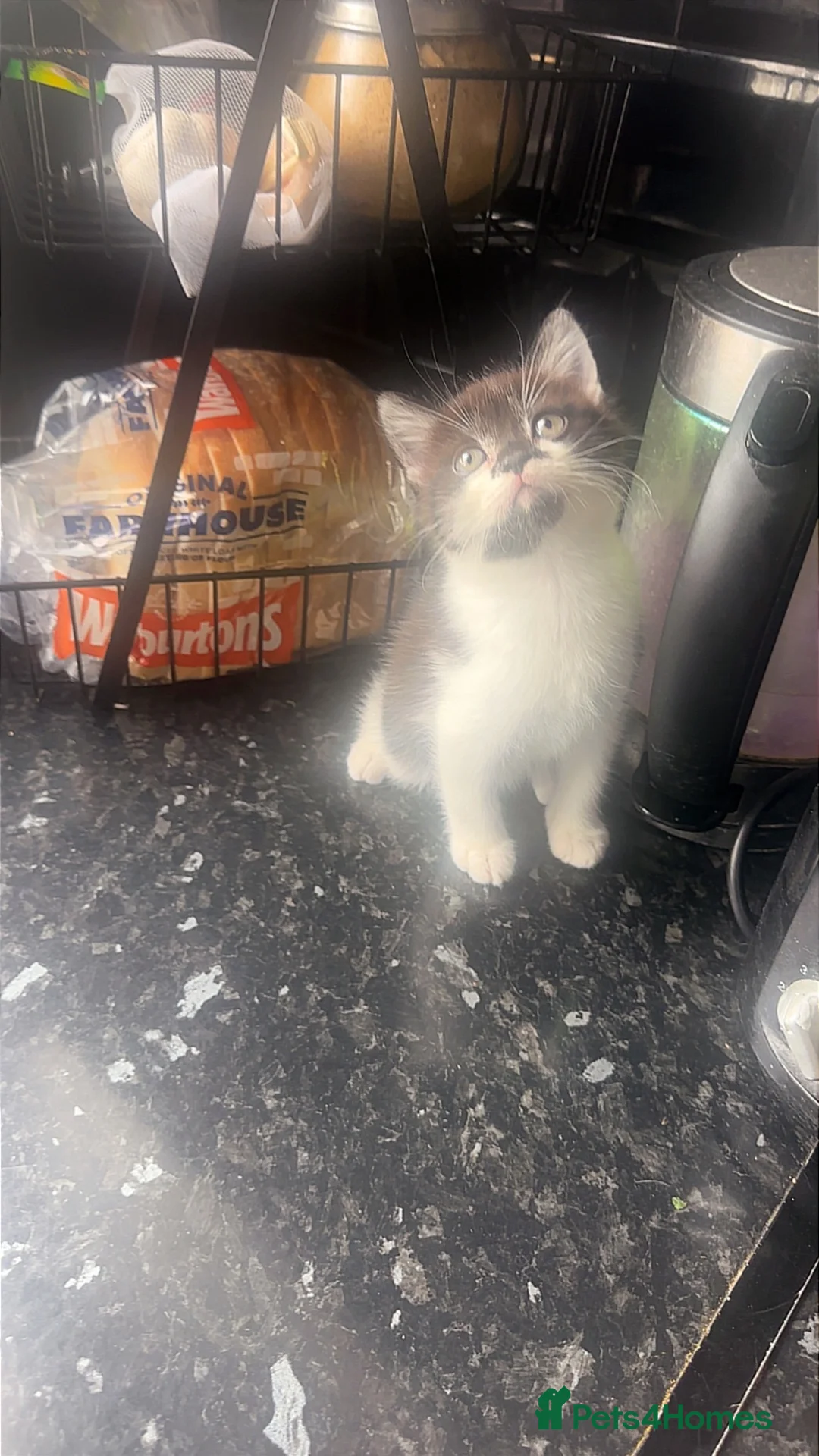 Mixed Breed cats for sale: Mix breed kittens  - Advert 2