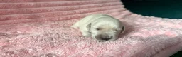Golden Retriever dogs for sale: Gorgeous Golden Retriever Puppies For Sale - Advert 19