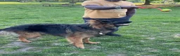 German Shepherd dogs for stud: Long Haired Black & Tan GSD Stud  - Advert 5
