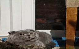 Scottish Fold cats for sale: Last British Shorthair kitten - Advert 38