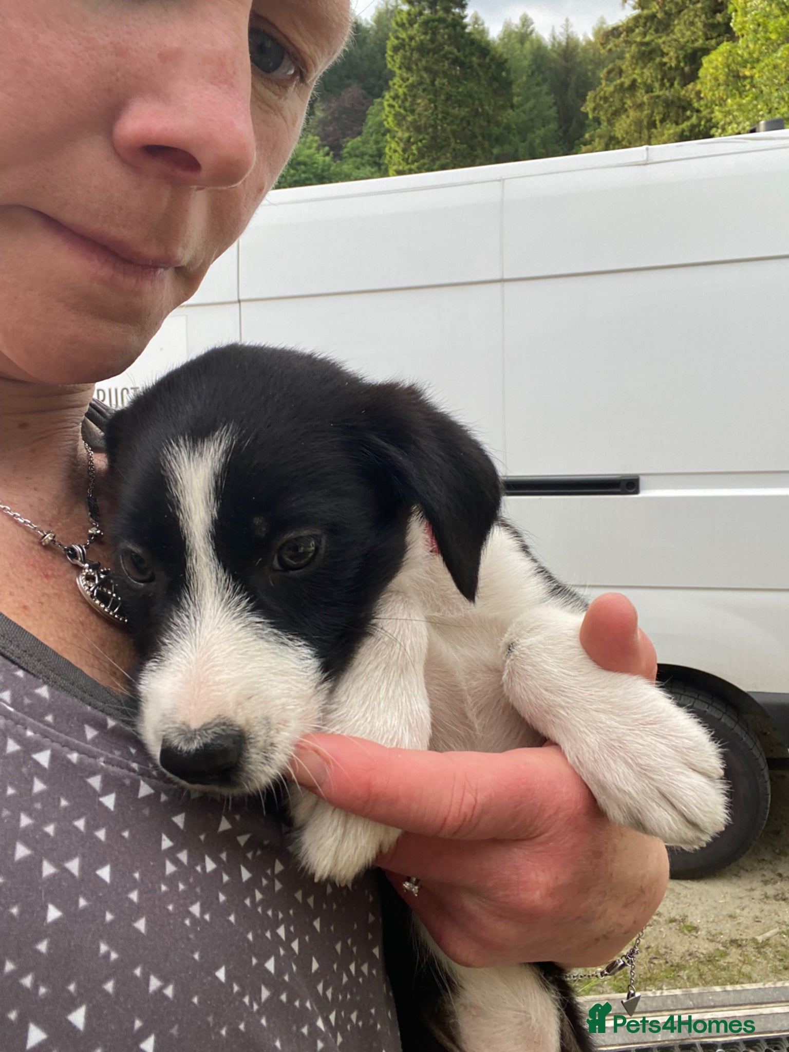 Mixed Breed dogs for sale: Border Collie Cross Pups ready for forever homes in Cairndow - Advert 18