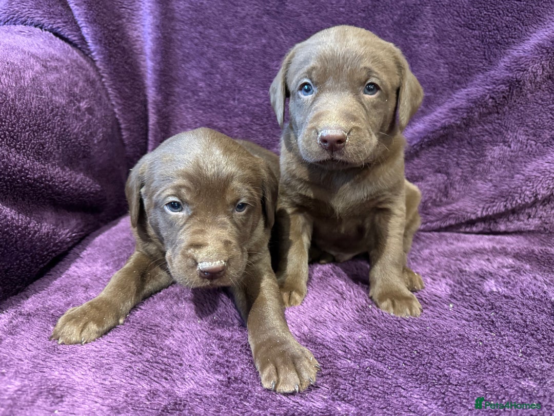 Labrador Retriever dogs for sale: Black Labrador Puppies, 5* Licensed Breeder - Advert 10