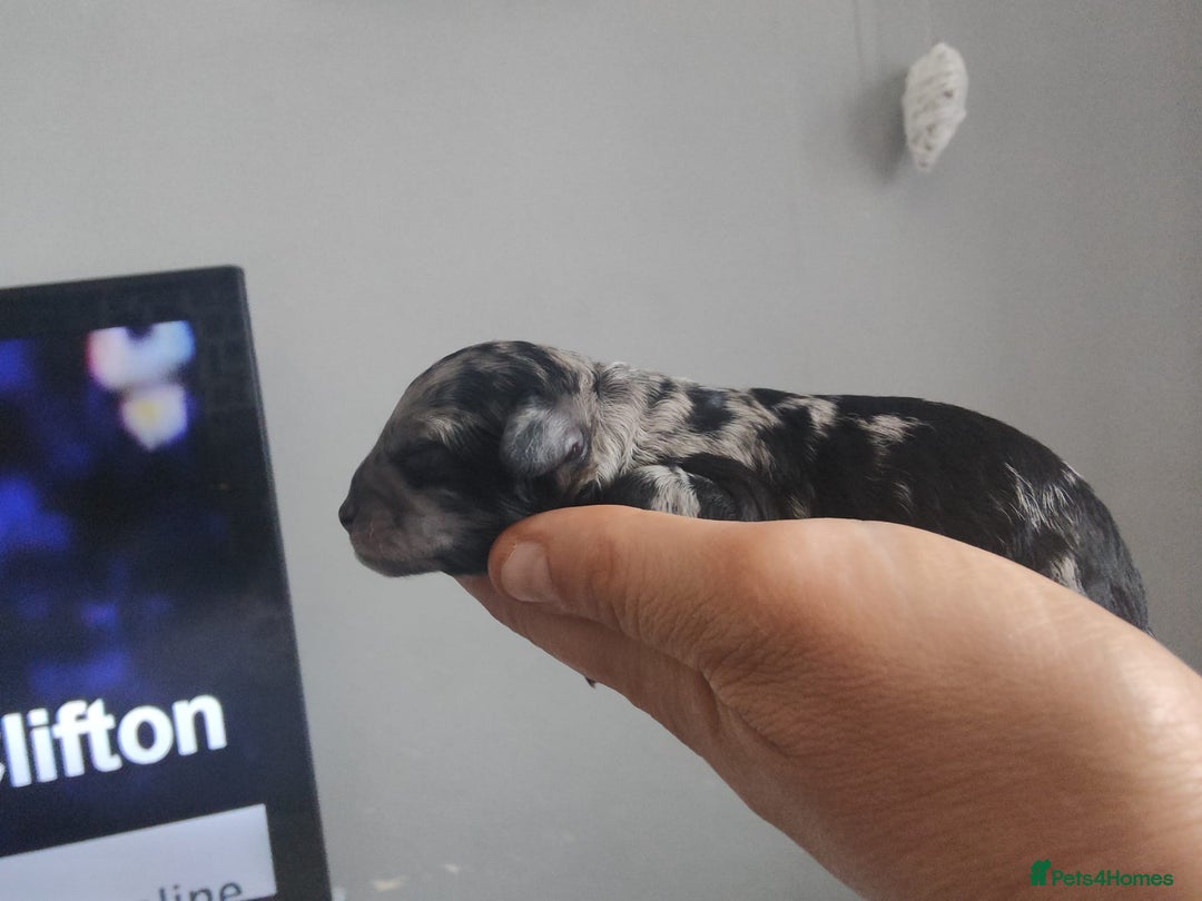 Toy Poodle dogs for stud: Silver Toy poodle  in Verwood - Advert 18