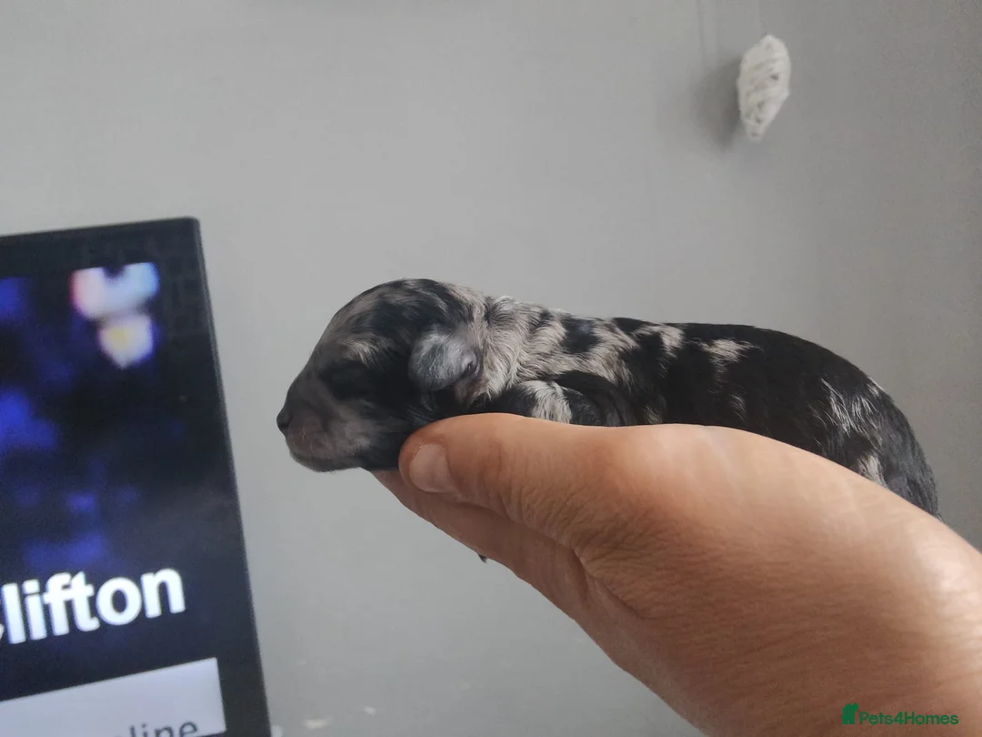 Toy Poodle dogs for stud: Silver Toy poodle  in Verwood - Advert 18