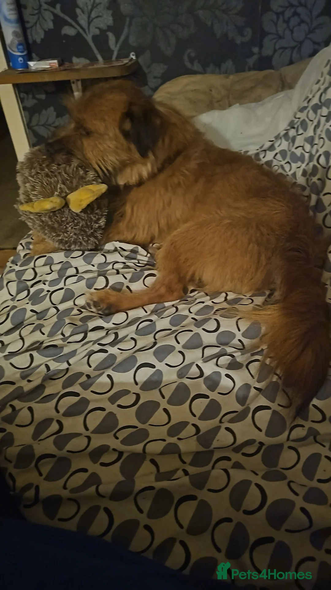 Mixed Breed dogs for sale: Teddy border terrier cross 4yrs in Wigan - Advert 2