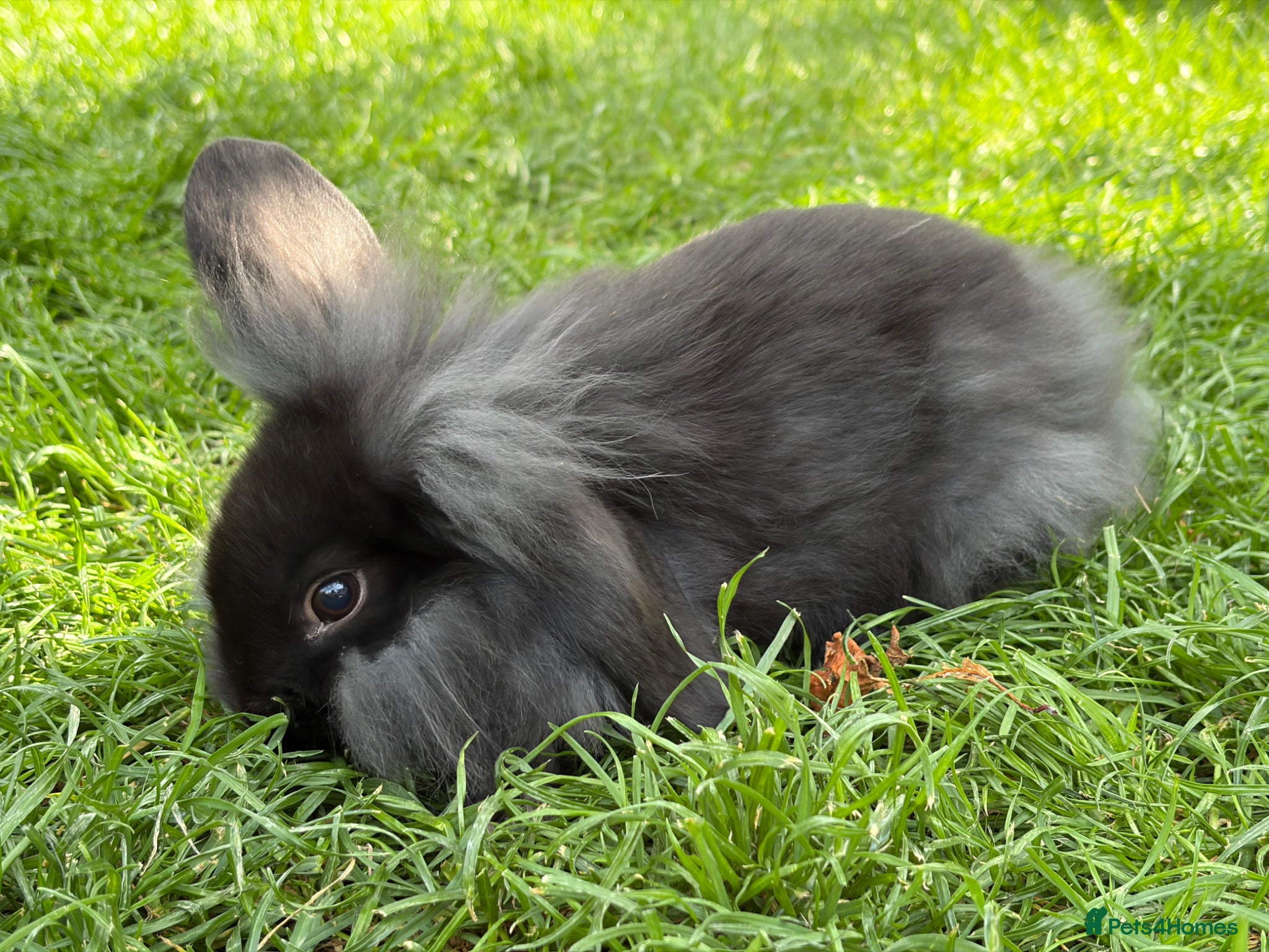 Mixed Breed rabbits Lop x lion head - Advert 10