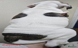 Mixed Breed dogs for sale: Confident & Well-Socialised Presa x Staffy Pups - Image 5