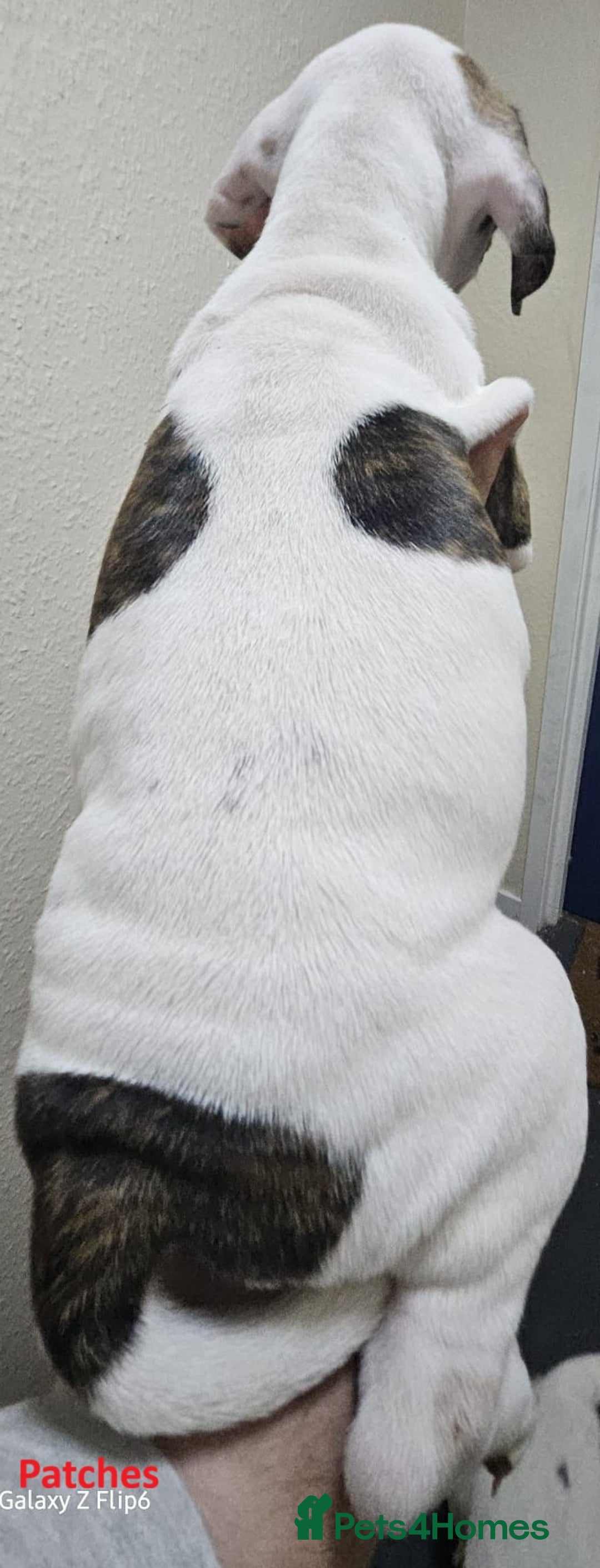 Mixed Breed dogs for sale: Confident & Well-Socialised Presa x Staffy Pups - Image 5