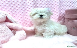 Maltese dogs for sale: 💎 KC Korean Maltese Girls 💎 DNA tested parents. in Leven - Image 14