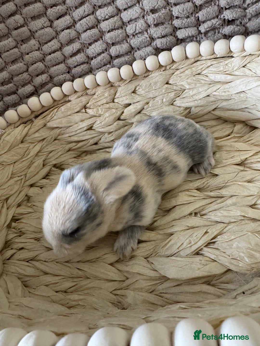 Mini Lop rabbits for sale: ✨ Beautiful Lops ✨  - Advert 11