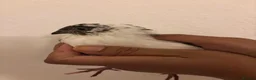 Quail poultry for sale: 6 Japanese Coturnix Quail x6 (2 Males & 4 Females) - Advert 10