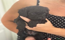 Cavapoo dogs for sale: Beautiful health tested Cavapoo’s 2 black puppies  - Image 9