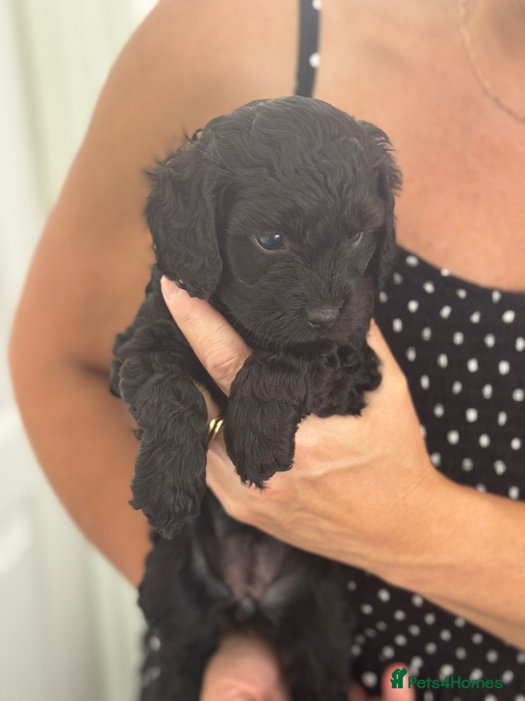 Cavapoo dogs for sale: Beautiful health tested Cavapoo’s 2 black puppies  - Image 9