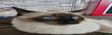 Ragdoll 1