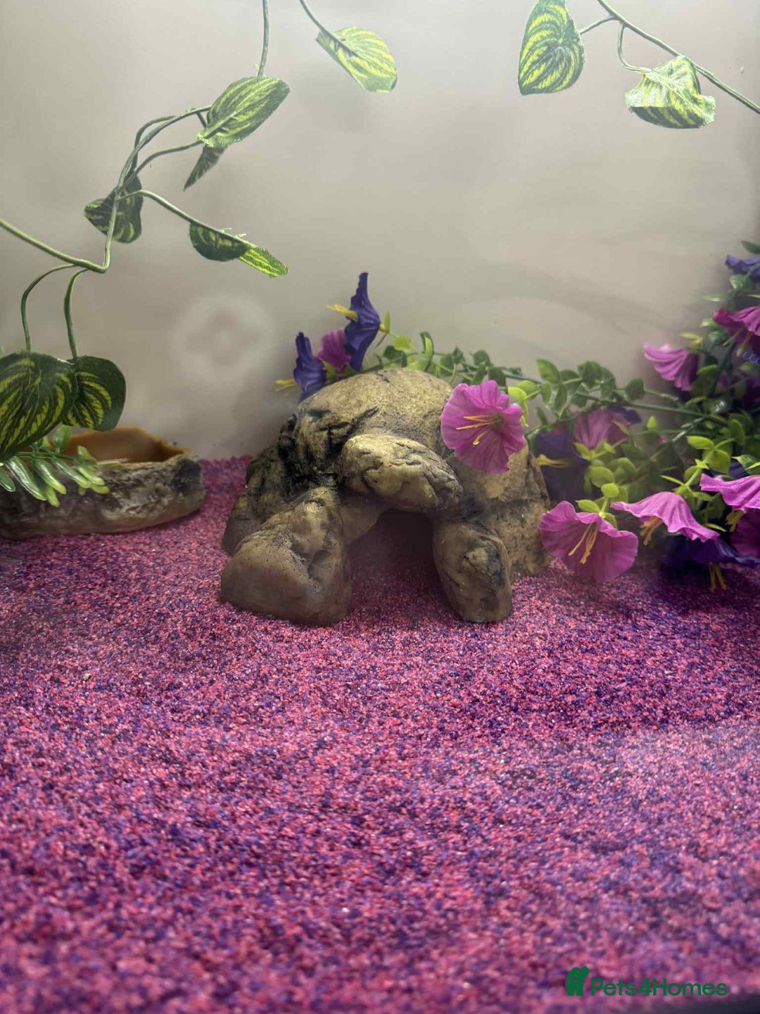 Gecko reptiles for sale: Leapord gecko for sale!! - Advert 13